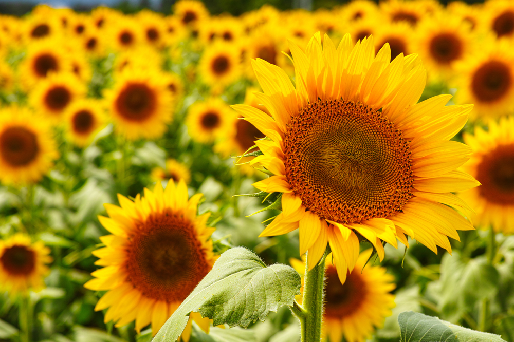 건강관리지도,광진구,성동,송파,강동,구의동,건강요법,의료기기,저주파자극기,건강유지