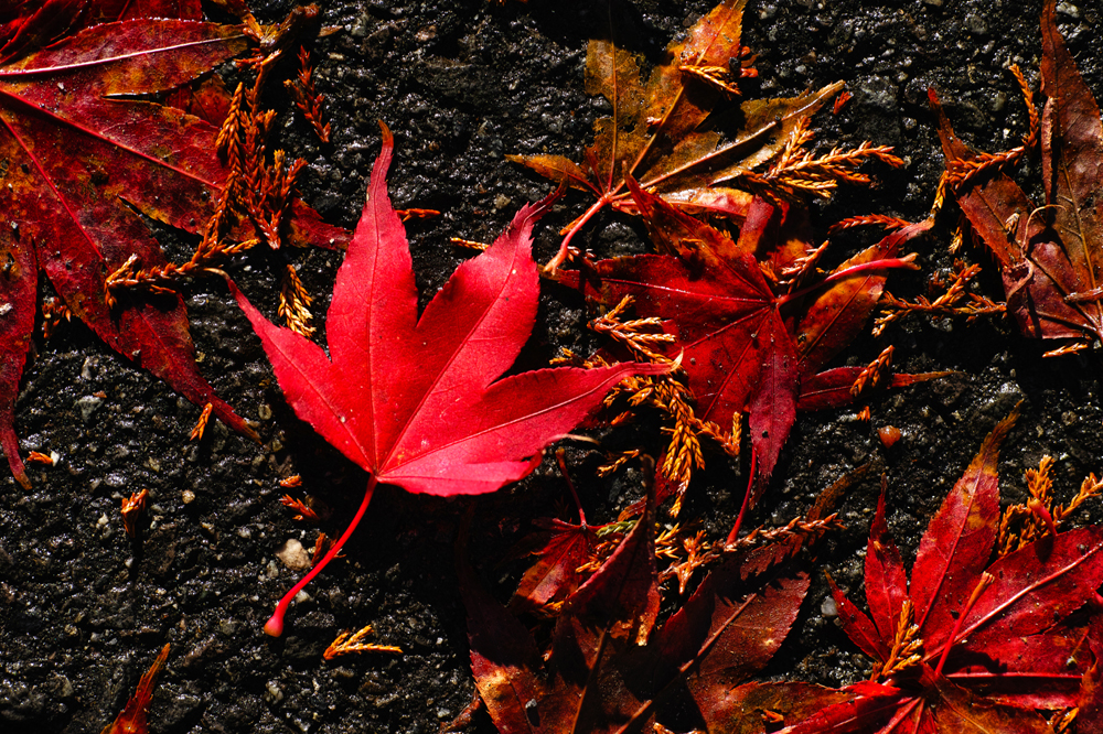 건강관리지도,광진구,성동,송파,강동,구의동,건강요법,의료기기,저주파자극기,건강유지