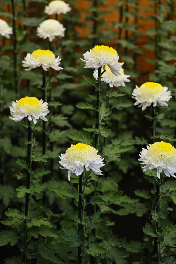 건강관리지도,광진구,성동,송파,강동,구의동,건강요법,의료기기,저주파자극기,건강유지